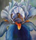 Irisblte Blau