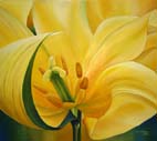 Tulpe Orange